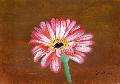 cirmos gerbera, paszpartuzva, 21x30 cm akrillal